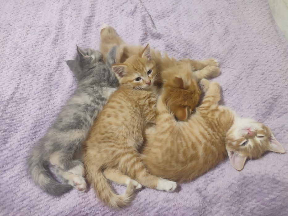 Котята  в хорошие руки