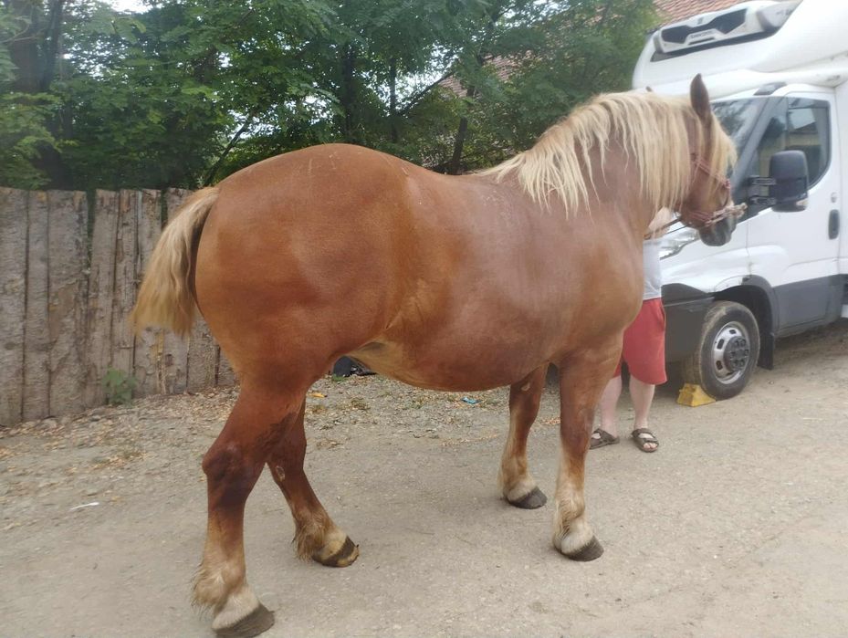 Iapa de  vânzare de 5 ani