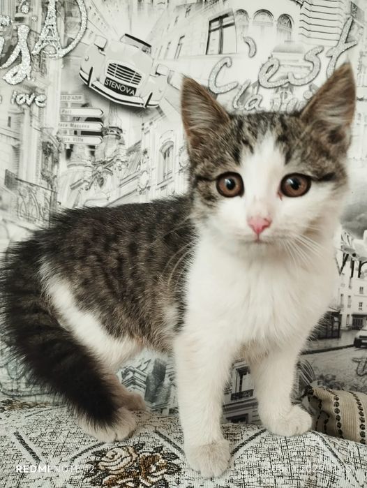 Отдам в добрые руки