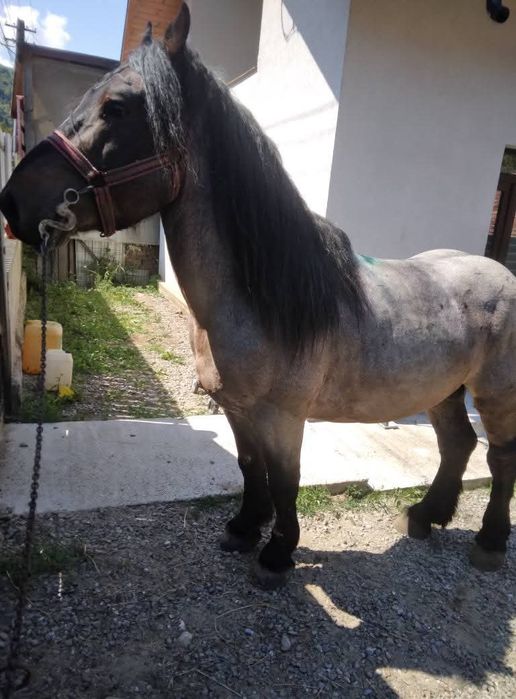 Vând armăsar 5 ani
