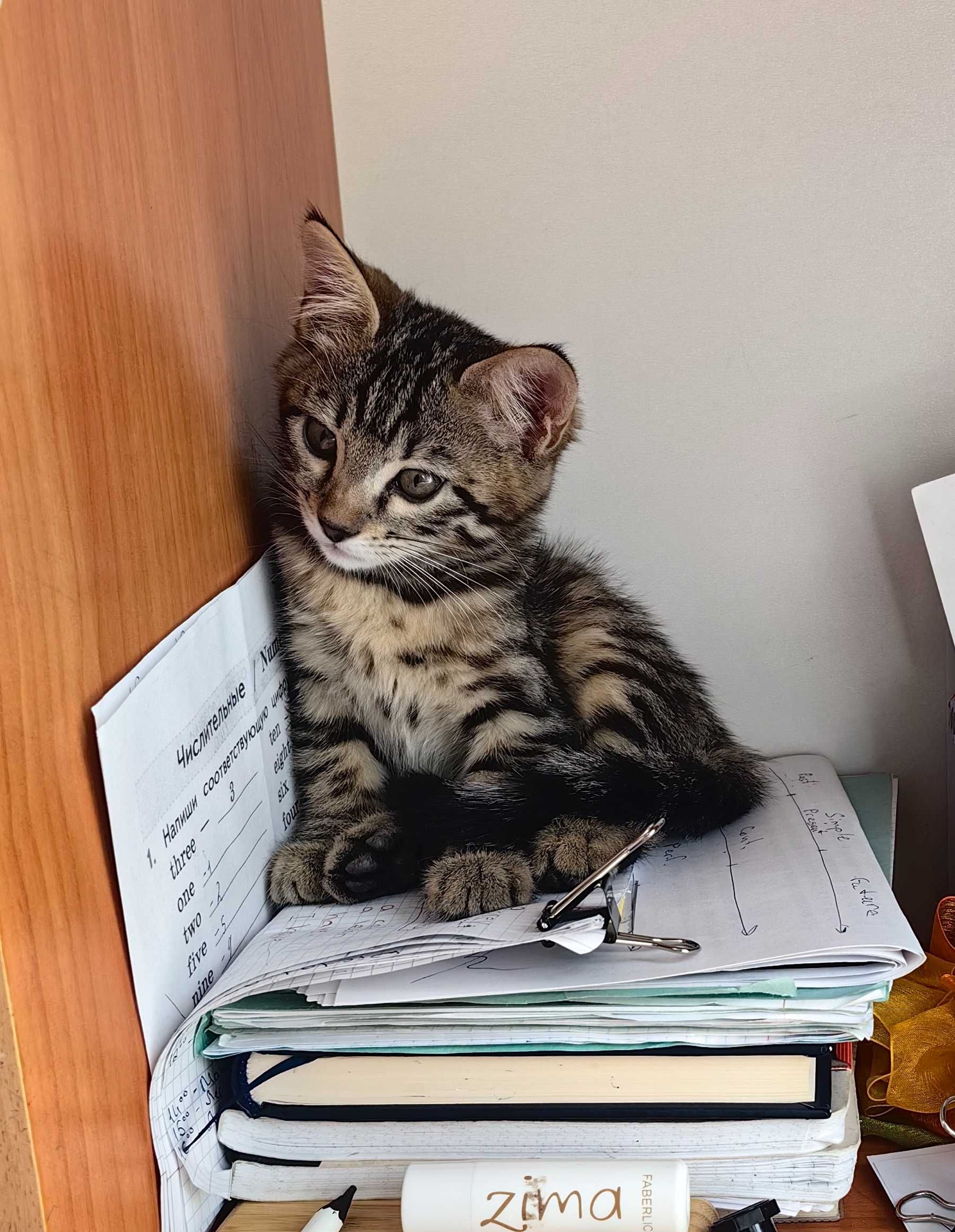 Котенок бесплатно