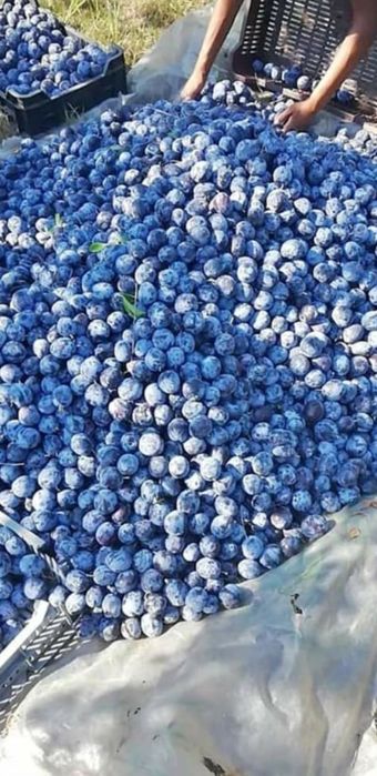 Prune pentru băuturi tradiționale spirtoase cu preț de producător