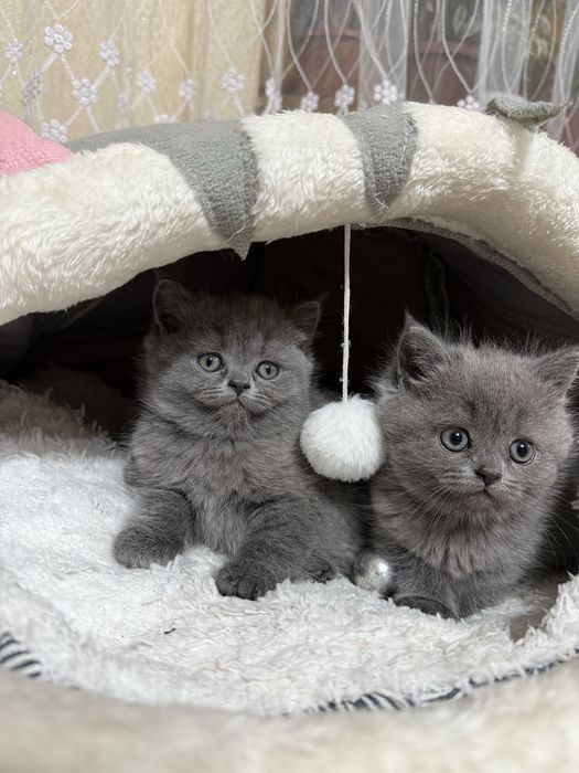 Продаются котята девочки страйты