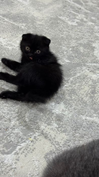 Котенок вислоухий  шотландец