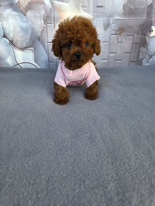 Резервирано!Пудел тийкъп Момиче/Teacup poodle/ с документ за произход