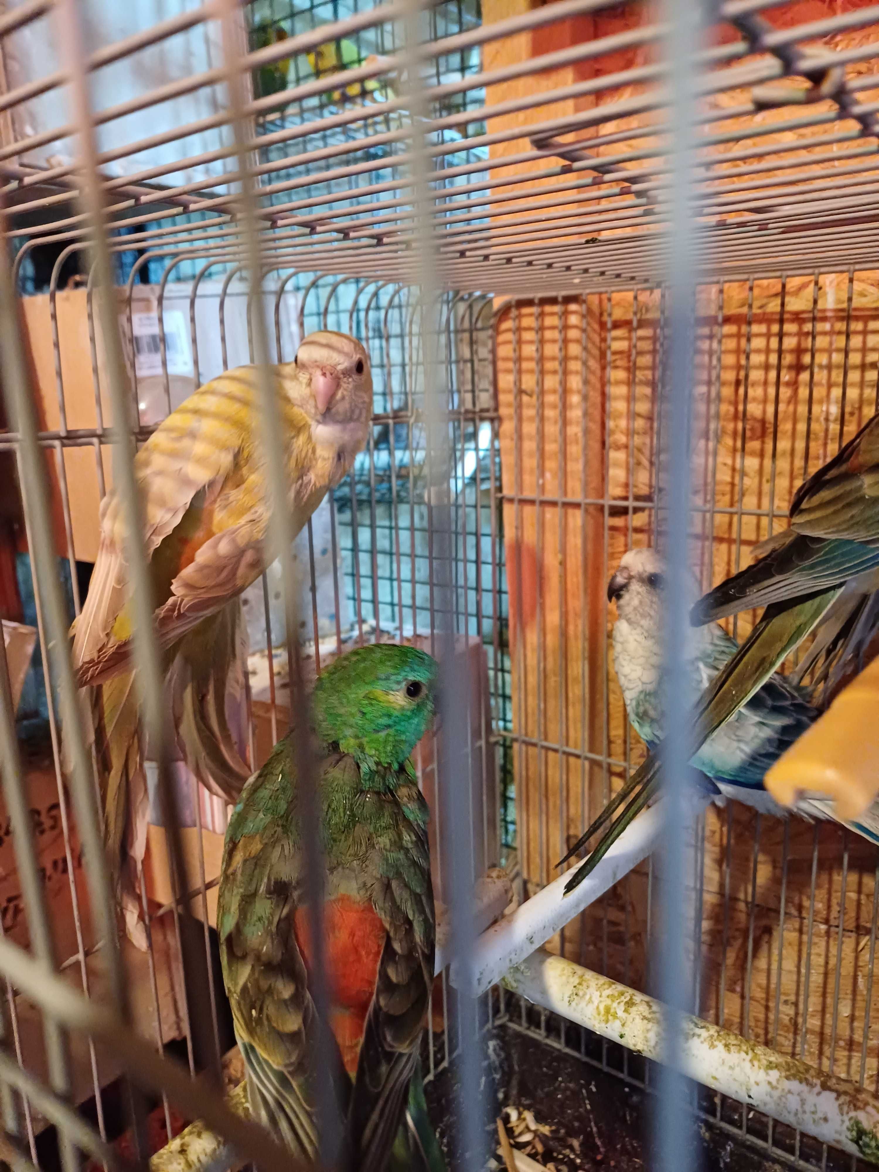 Vând perusi pui,maturi cântatori nimfe kakariki rosella  turturele .