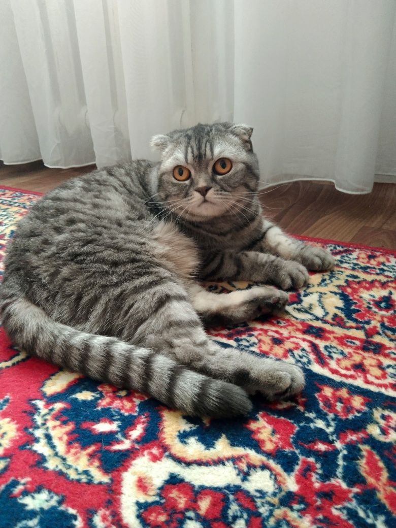 Продам шотландскую вислоухую кошку