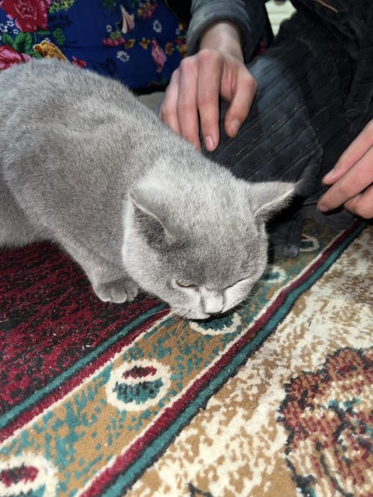 Mushuk zottor narxini kelshamiz orzonro qlib beraman