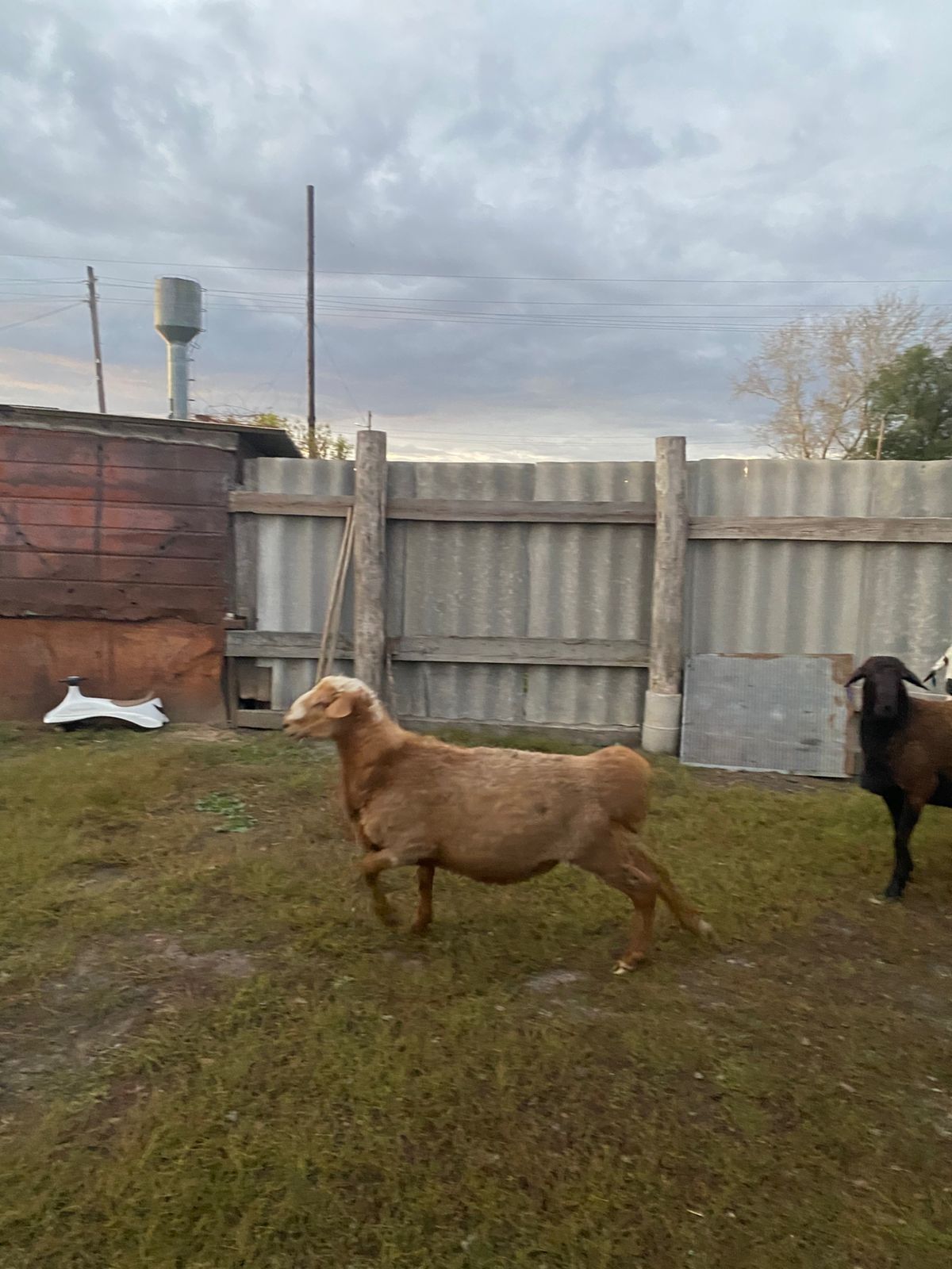 Продам кошкар гиссар