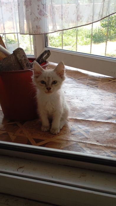 Котята в хорошие руки