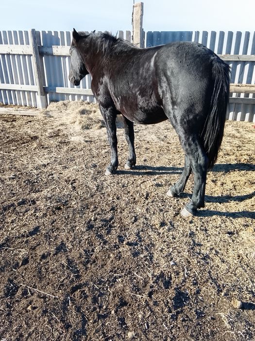 Ассаляму алейкум Айгыр сатамын полу тяж