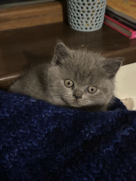 British shorthair blue