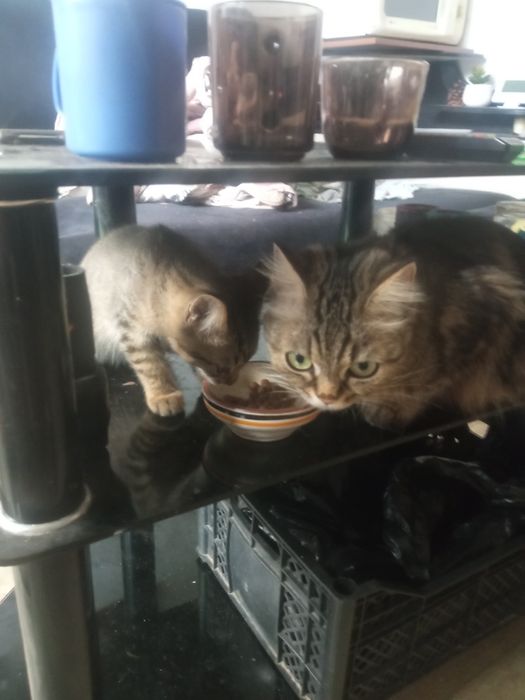 Продаётся котёнок