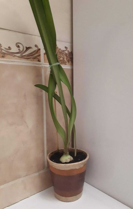 комнатные цветы гиппеаструм красный