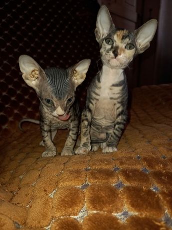 Котята породы Донской сфинкс