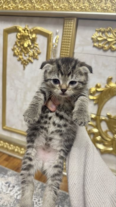 Arzonga seribristiy quloqchasi qaytgan shinshilla mushukchalar