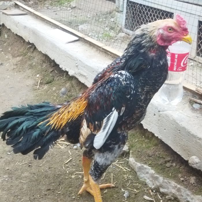 Dakan xoroz sotilad toshkent