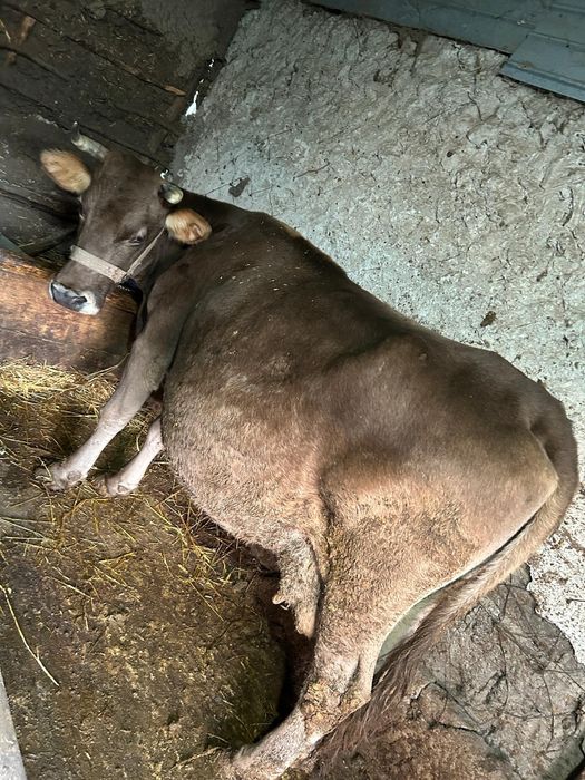 Vând 2 tauri și 2 vaci