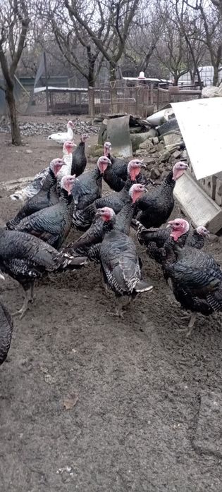 Vând curcani de casa