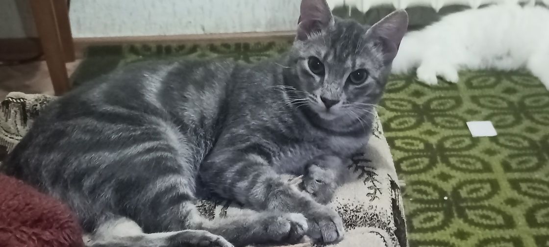 Серый - молодой котяра