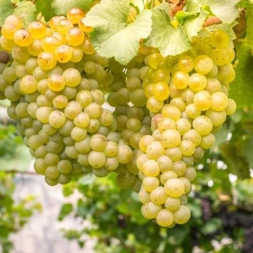 Butași de vita de vie de anul 3