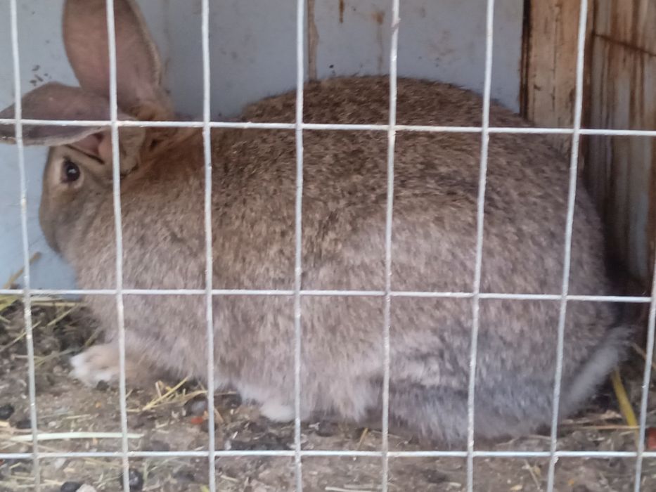 Куен сотилади фландер