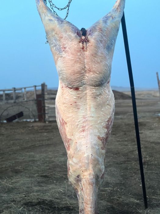 Соғым жабағы тай байтал бие  жылқы сиыр