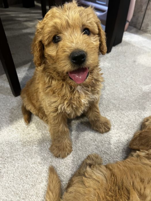 Goldendoodle mascul