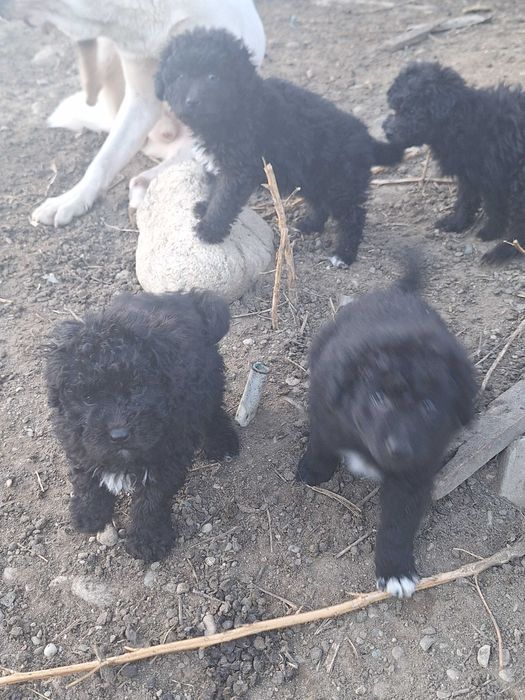 Catei mudi de 8 saptamani, vaccinati