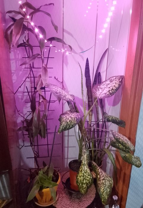 Продам золотой ус