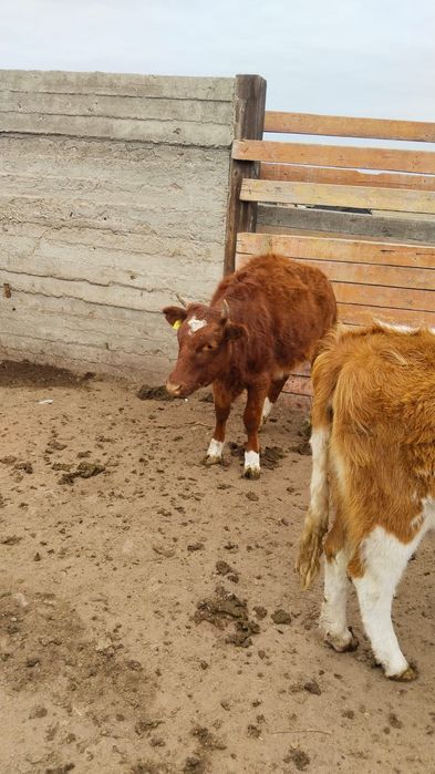 Ургашы 1.5жылдык  кашар