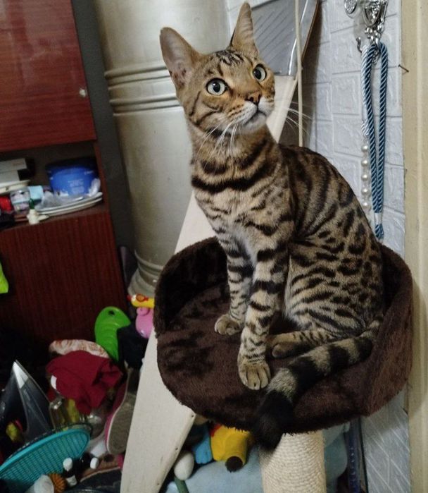 Продам Бенгальского кота