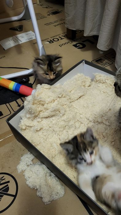 Besplatno Eki qiz pishiq bar