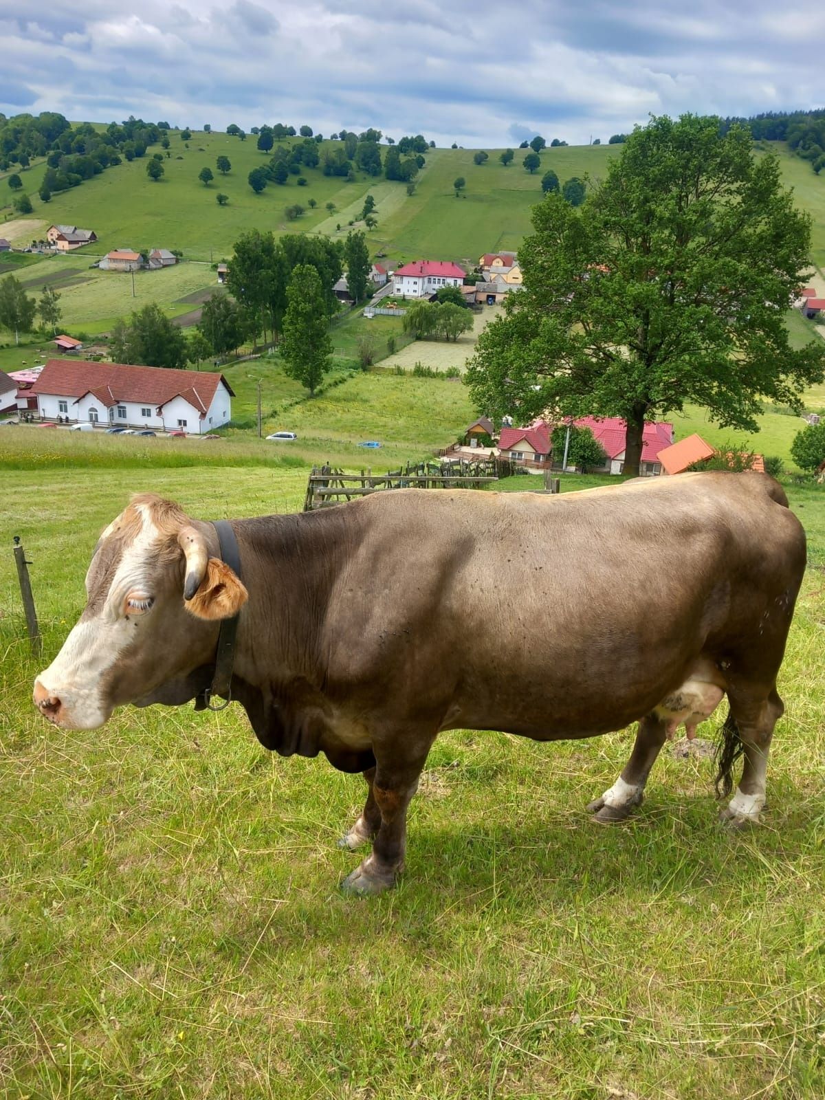 Vând vaca de lapte