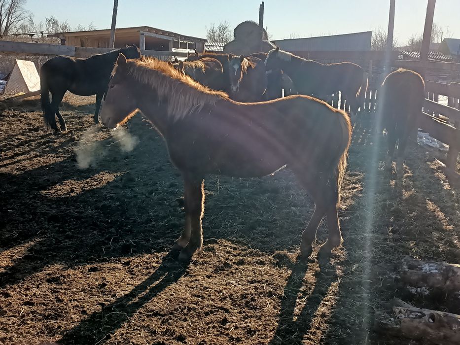 Семыз байтал сатылады согымга,жабдыкка