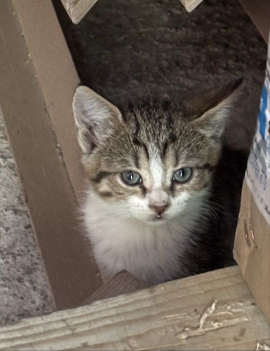Adoptie 4 pui de pisica Bucuresti/Ilfov