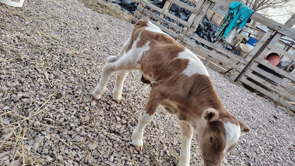 Продаются 2 коровы