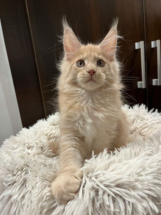 Baietel Maine Coon PEDIGREE Felisa