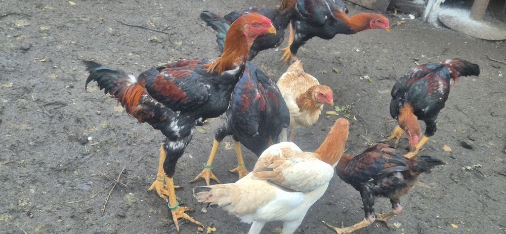 Cocosi malaezieni 2025