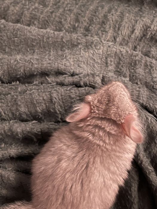 Pui chinchilla cincila sinsila