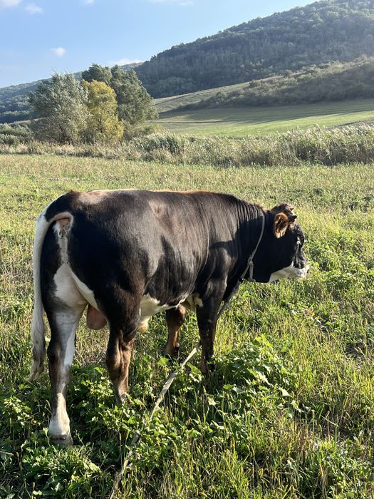 Se vinde taur de rasa baltata roamneasca