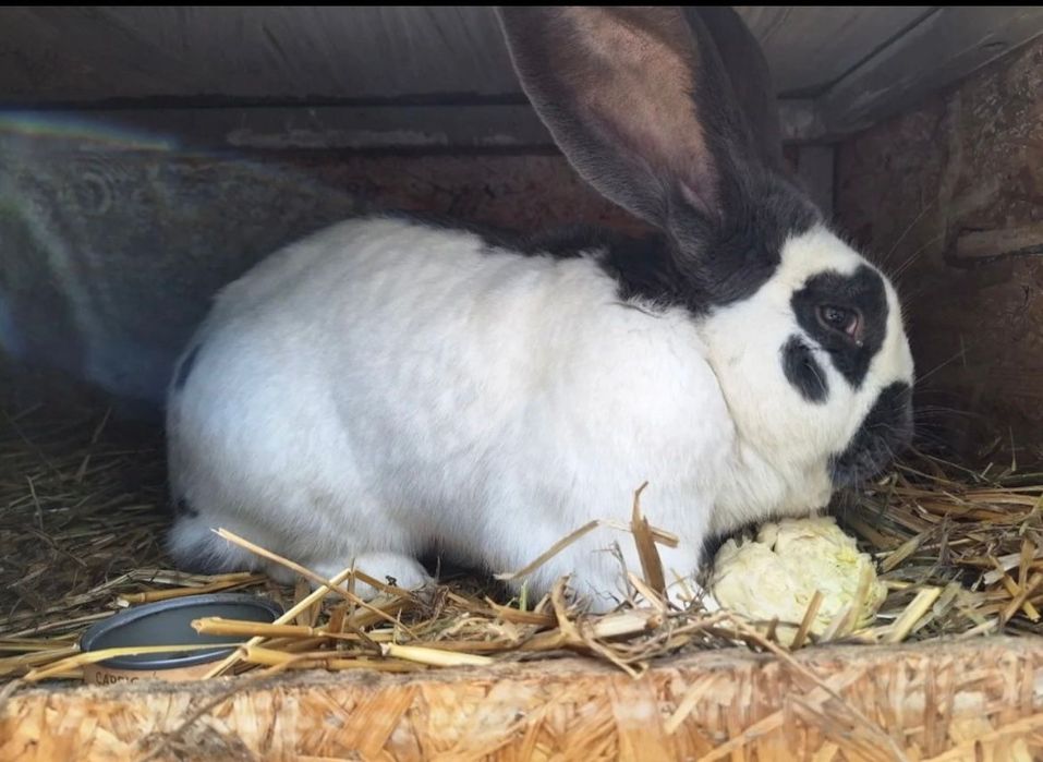 Disponibili o pereche fluture german pestriț