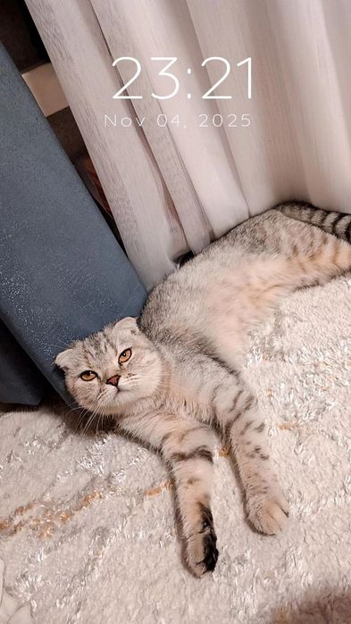 Toza Zotor Mushuk nomi Scottish fold