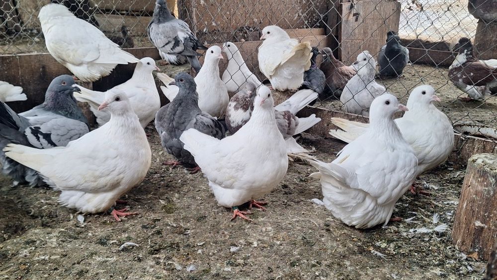 Mondain francez si gusat de pomerania de vânzare