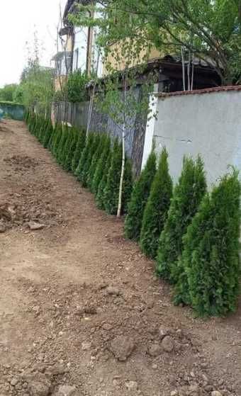 Verdeață deosebită pentru orice spațiu exterior