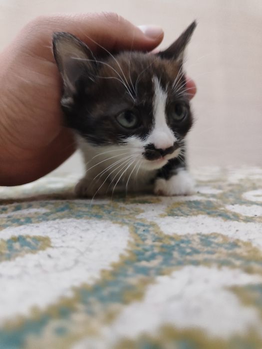 Mushuk bolalari tekinga beriladi