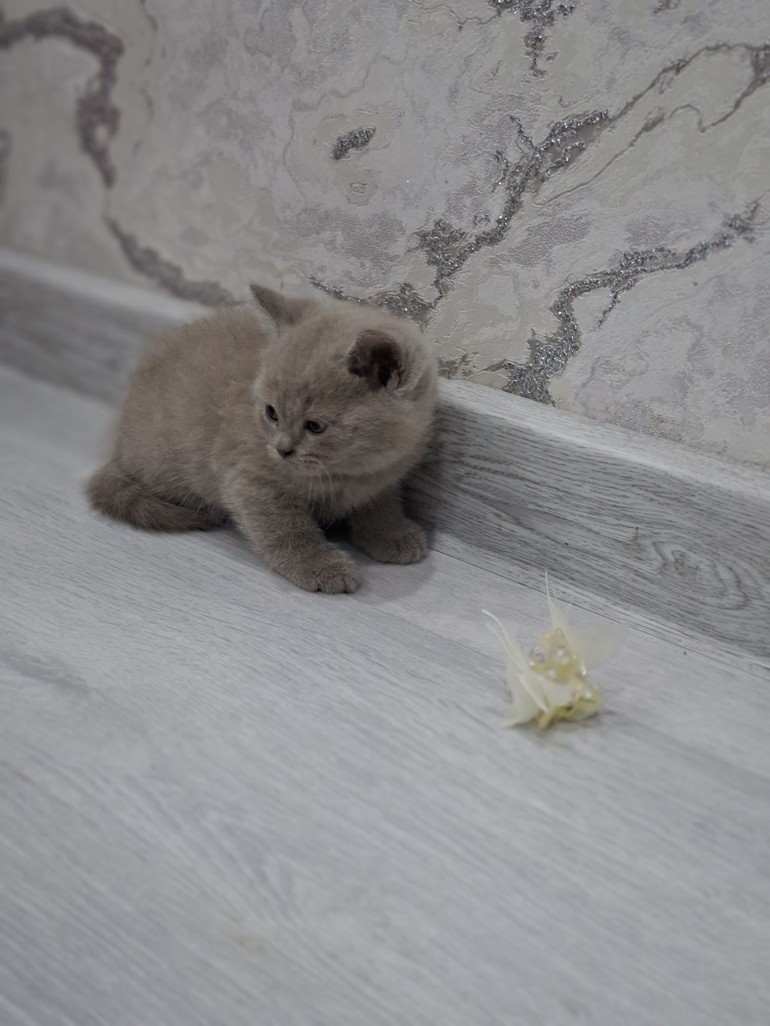 Britan mushukchalar 1.5 oylik