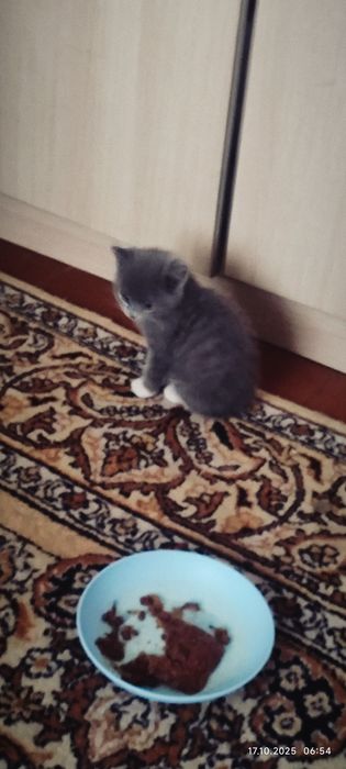 Отдам  бесплатно