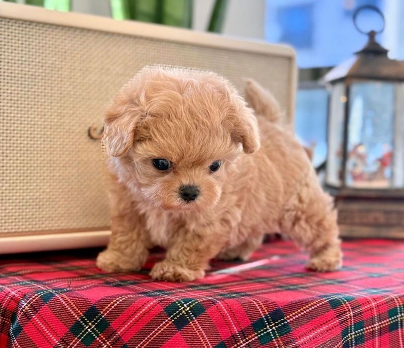 Maltipoo toy pudel mini toy poodle toy apricot roscat