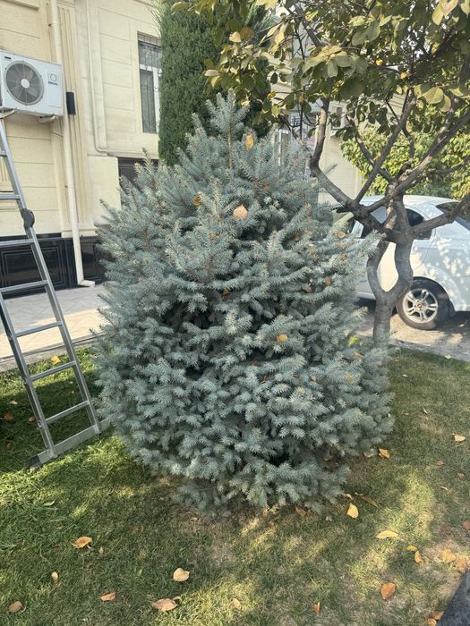 Galuboy yel kasali yoq yaxshi holatda bo'yi 2 metr  holati zor